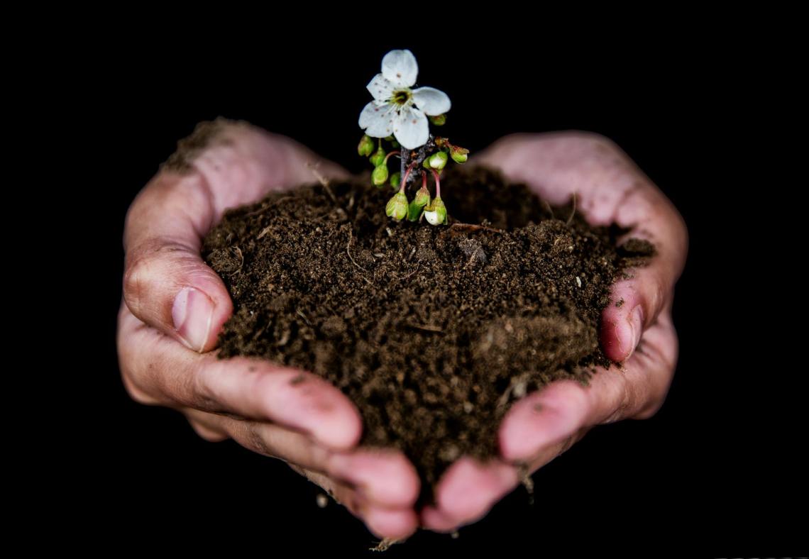 holding a handful of soil with a blooming flower