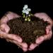 holding a handful of soil with a blooming flower